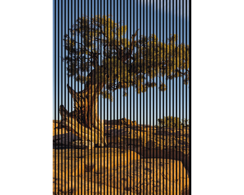 Akustikpaneel digital bedruckt Steppe 1 2400 x 1693 x 19 mm Set = 3 Einzelpaneele