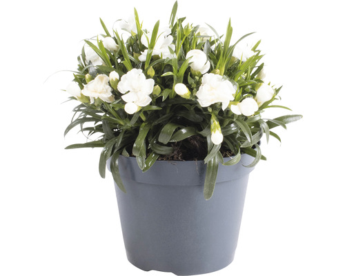 Weisse Nelke im Topf