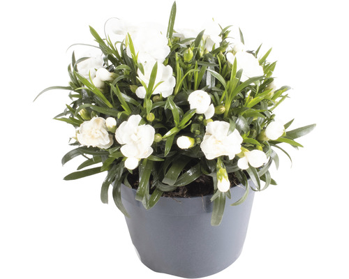 Weisse Nelke im Topf