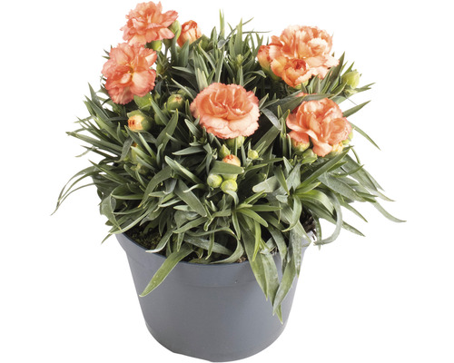 Œillets en pot avec fleurs