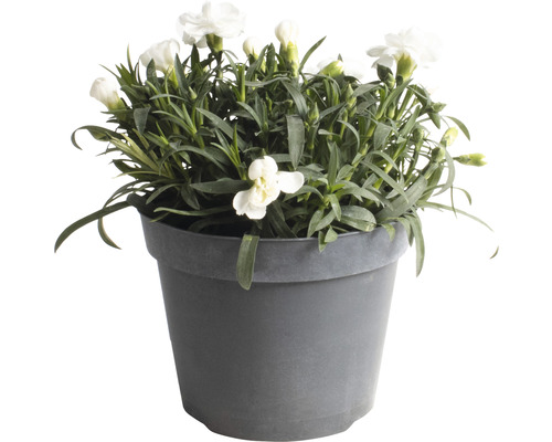 Weisse Nelken im Topf