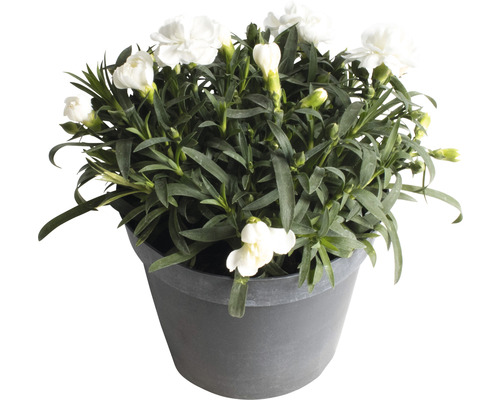 Weisse Nelke im Topf