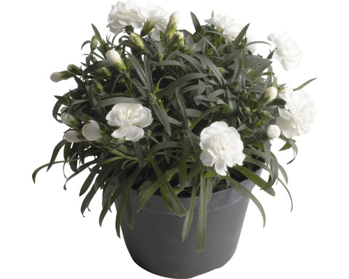 Weiße Nelkenpflanze im Topf