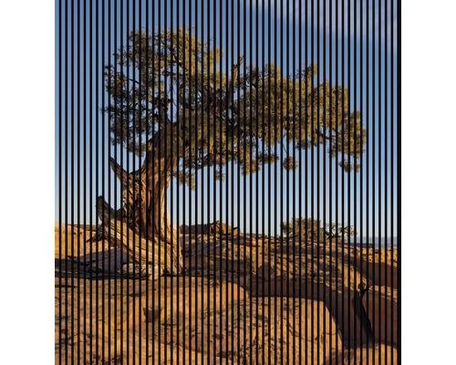 Akustikpaneel digital bedruckt Steppe 1 2400 x 2253 x 19 mm Set = 4 Einzelpaneele Akustikpaneel digital bedruckt Steppe 1 2400 x 2253 x 19 mm Set = 4 Einzelpaneele