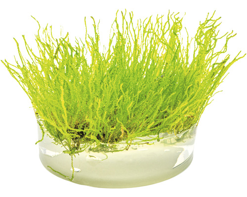 Mousse d''aquarium dans un récipient en verre