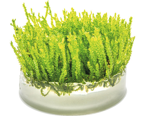 Sélaginelle dans un bol en verre