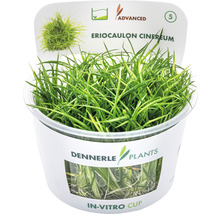 Wollstängel - Eriocaulon cinereum In-Vitro