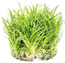 Wollstängel - Eriocaulon cinereum In-Vitro