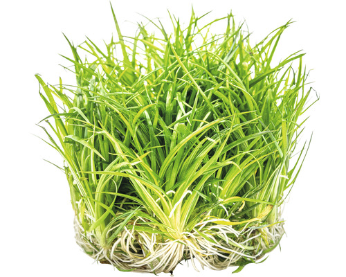 Touffe d''herbe pour aquarium