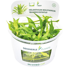 Zwergsumpfblüte - Helanthium bolivianum Quadricostatus In-Vitro