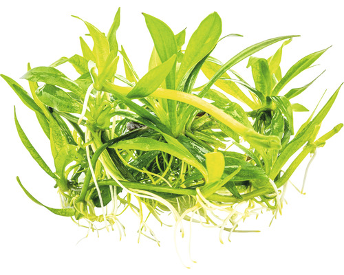 Aquarium Pflanze mit grünen Blättern und weißen Wurzeln.