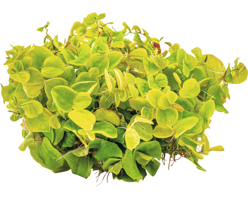 Plante d''aquarium avec des feuilles rondes