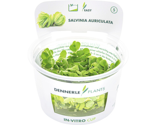 Salvinia auriculata plante aquatique dans un gobelet in vitro