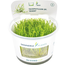 Giant Moos - Taxiphyllum spec. Giant In-Vitro