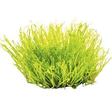 Giant Moos - Taxiphyllum spec. Giant In-Vitro