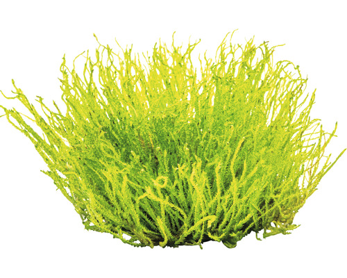 Moosbusch für Dekoration