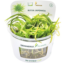Japanisches Federkraut - Blyxa japonica In-Vitro