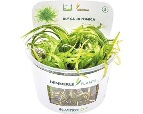 Blyxa Japonica plante d''aquarium dans un récipient in vitro