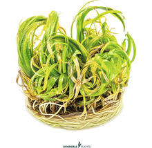 Japanisches Federkraut - Blyxa japonica In-Vitro