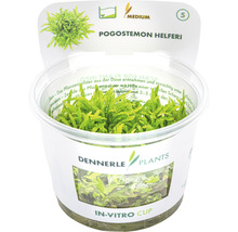 Kleiner Wasserstern - Pogostemon helferi In-Vitro
