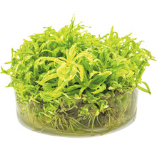 Kleiner Wasserstern - Pogostemon helferi In-Vitro
