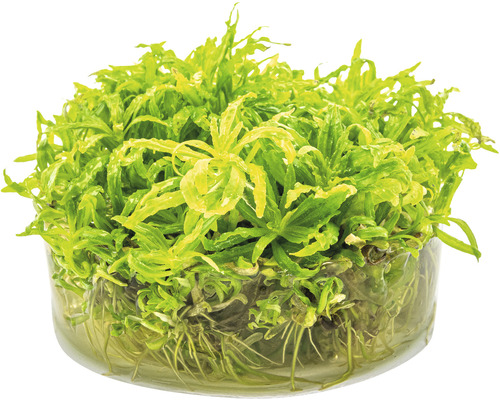 Wasserpflanze im Glasbehälter