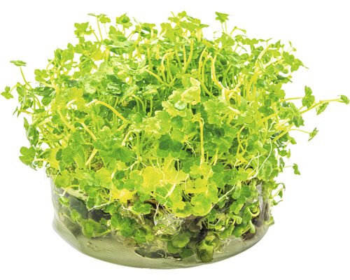 Plante aquatique en pot