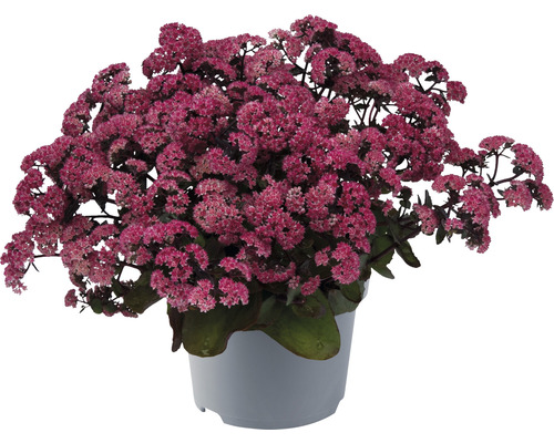 Orpin à feuilles pourpres Sedum telephium Seduction Rose Soiree h 5-20 cm Co 0,5 l Orpin en pot avec des fleurs roses