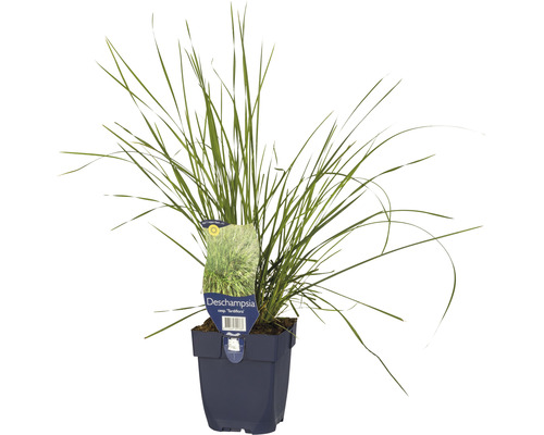 Rasen Schmiele FloraSelf Deschampsia cespitosa 'Tardiflora' H 5-30 cm Co 0,5 L