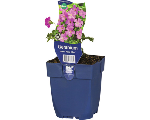 Géranium vivace des bois FloraSelf Geranium oxonianum 'Rose Clair' h 5-20 cm Co 0,5 l