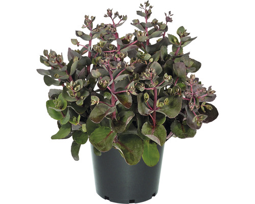 Orpin à feuilles pourpres Sedum telephium Seduction Cherry Chocolate h 10-30 cm Co 0,5 l