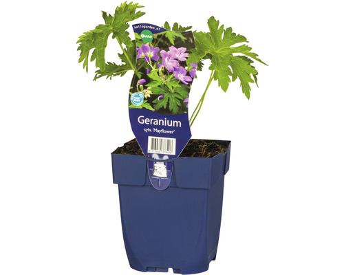 Géranium vivace des bois FloraSelf Geranium sylvaticum 'Mayflower' h 10-50 cm Co 0,5 l