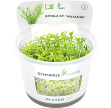 Rotala Wayanad - Rotala sp Wayanad
