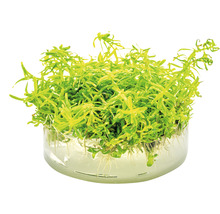 Rotala Wayanad - Rotala sp Wayanad