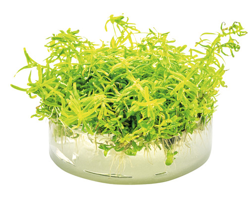 Peste d''eau dans un panier de plantation pour aquariums