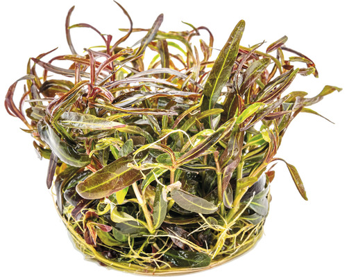 Topf mit Wasserpflanze