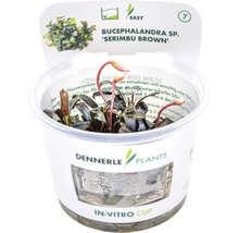 Braune Bucephalandra - Bucephalandra spec. Serimbu Brown' IV