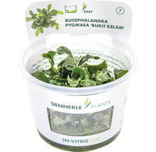 Bucephalandra pygmaea 'Bukit Kelam' In-Vitro