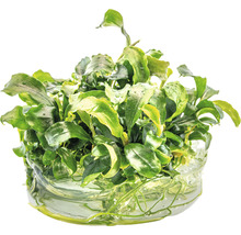 Bucephalandra pygmaea 'Bukit Kelam' In-Vitro