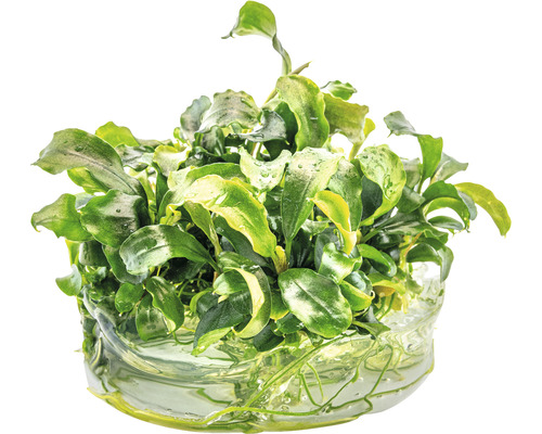 Plante d''aquarium avec des feuilles vertes dans l''eau