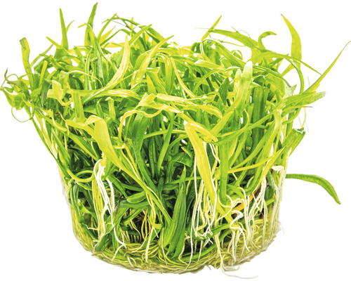 Plante d''aquarium en pot