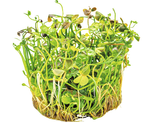 Plante d''aquarium en pot avec feuilles vertes et racines.