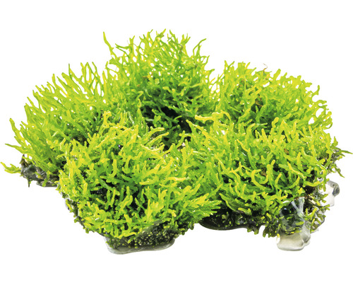 Plante artificielle d''aquarium avec ancrage