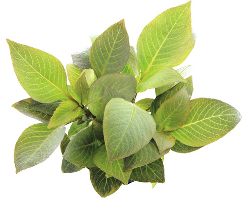 Hortensia plante avec feuilles vertes