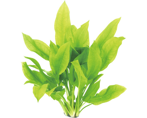 Plante d''aquarium avec de longues feuilles pointues