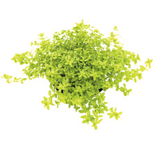 Aquarien-Wasserpflanzenpaket XL "Colors of Nature" für 100 l Aquarium 20 Töpfe