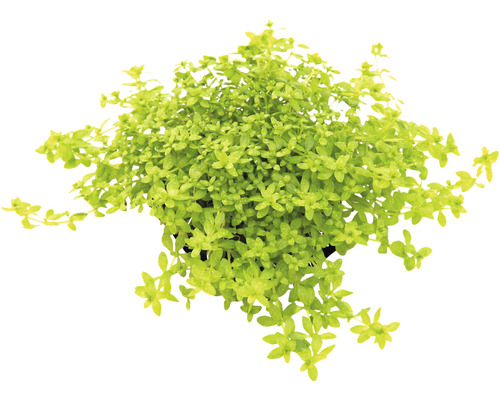 Vue de dessus d''une plante Bacopa Monnieri