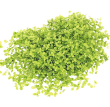Aquarien-Wasserpflanzenpaket XL "Colors of Nature" für 100 l Aquarium 20 Töpfe