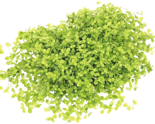 Éléocharide aciculaire naine, une plante d''aquarium