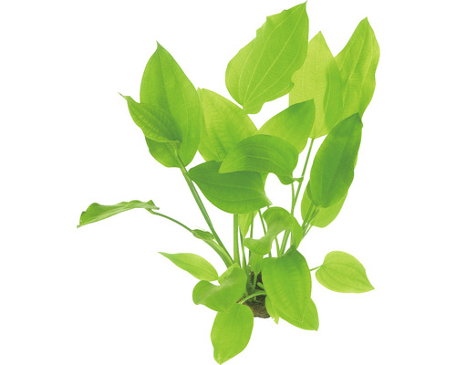 Alisma argentin Alisma argentin